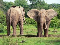 elephants on safari